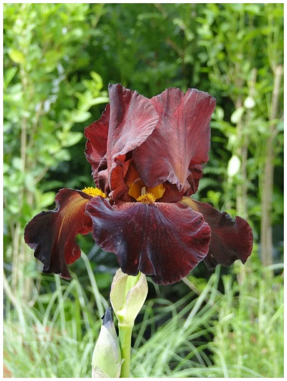 Iris характеристики. Iris характеристики. ирис westpointer. ирис сибирский. ирис краснокнижный сибирский.