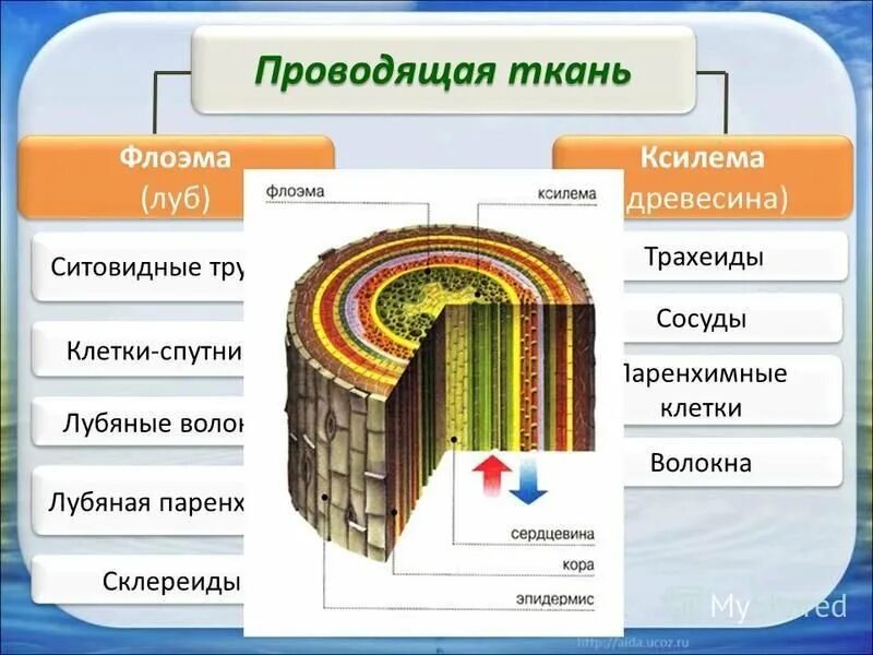 Флоэма Ксилема паренхима. Ксилема и флоэма это ткани. Растительные ткани Ксилема флоэма. Проводящие ткани: Ксилема (древесина) и флоэма (Луб).. Флоэма транспорт