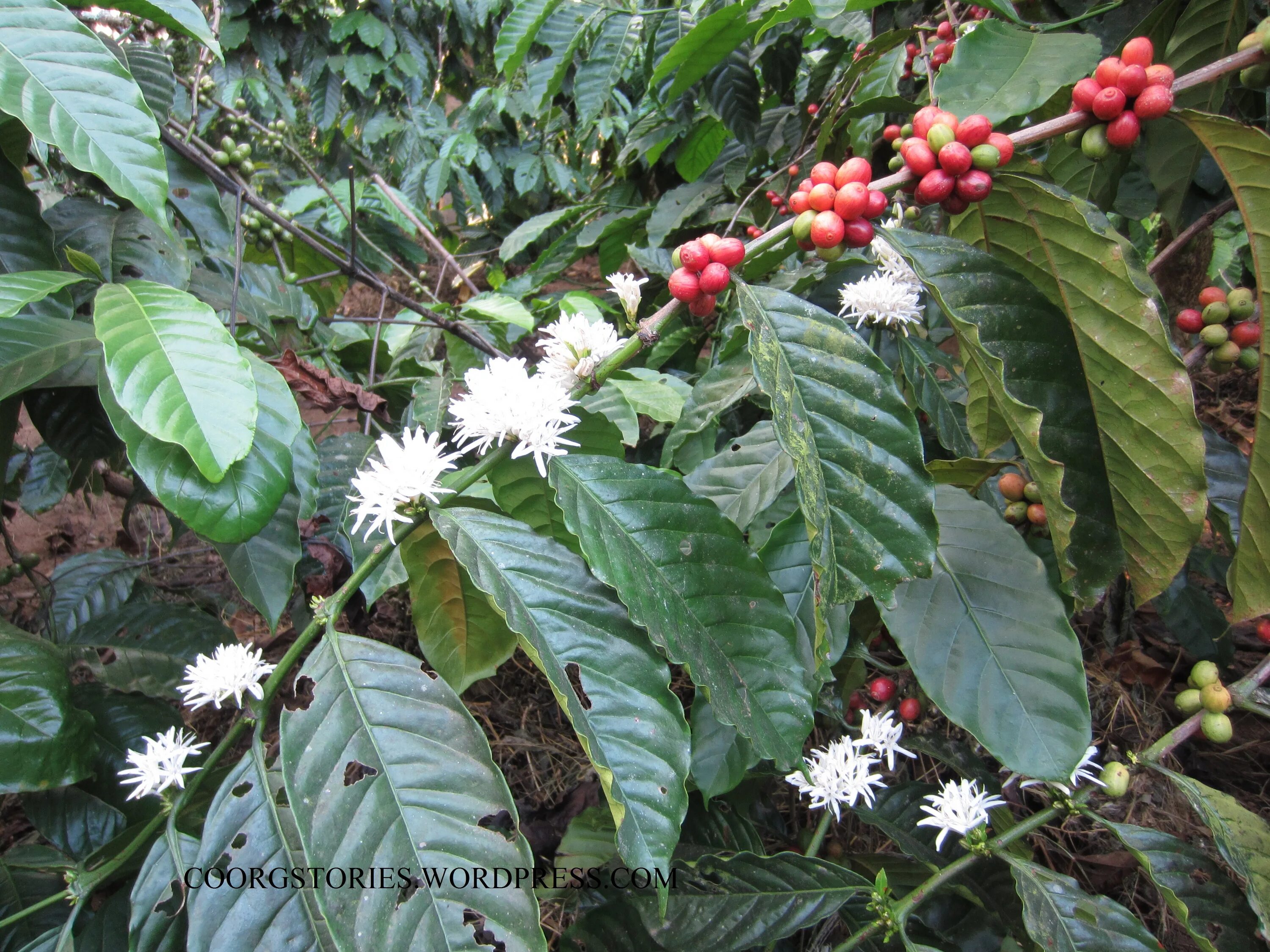 цветок кофе арабика цветет. кофейное дерево цветущее. кофейное дерево цветущее. кофе арабика цветет. аравийский кофе цветок.