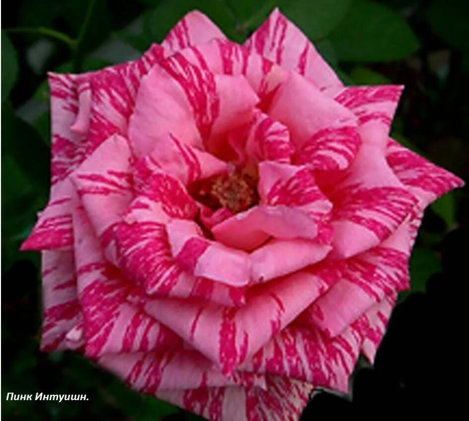 пинк интуишн
