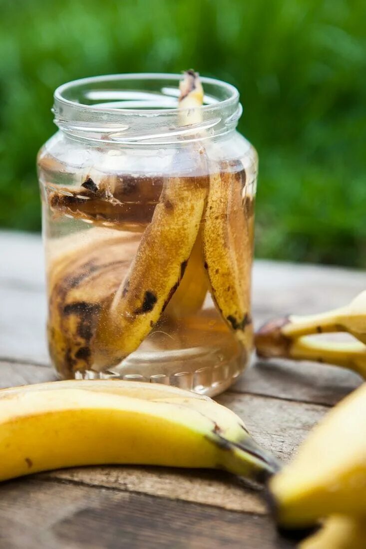 Рецепт банановой кожуры. Банановая кожура. Настой из кожуры банана. Удобрение из банановых шкурок. Удобрение из банановой кожуры.