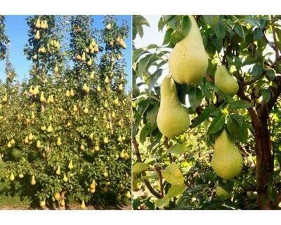 Груша медовая описание и фото