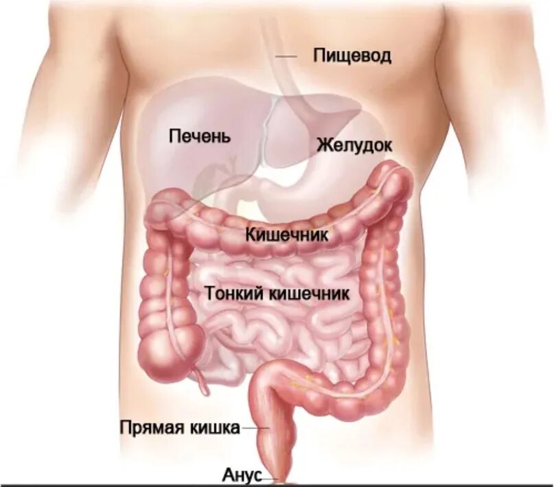 Где расположен кишечник 2 класс. Строение желудок-кишечник- селезёнка. строение желудка и кишечника человека.
