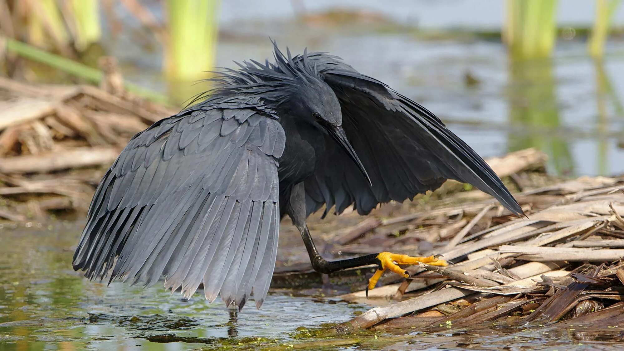 Зонтичная птица. Африканская. Зонтичная цапля.. Egretta ardesiaca. Черная цапля. Африканская теневая цапля.