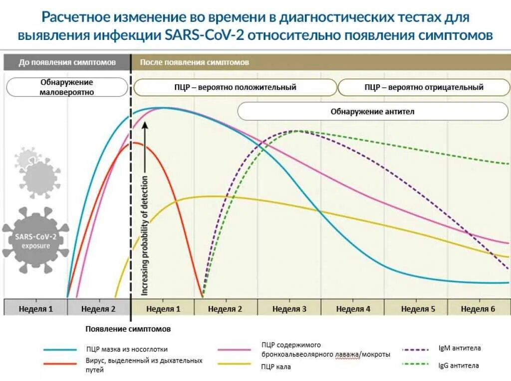 График антитела к коронавирусу. График выработки антител к коронавирусу. Антитела к sars2 (Covid-19) IGM нормы. Антитела g к коронавирусу график. Иммуноглобулин g к кори