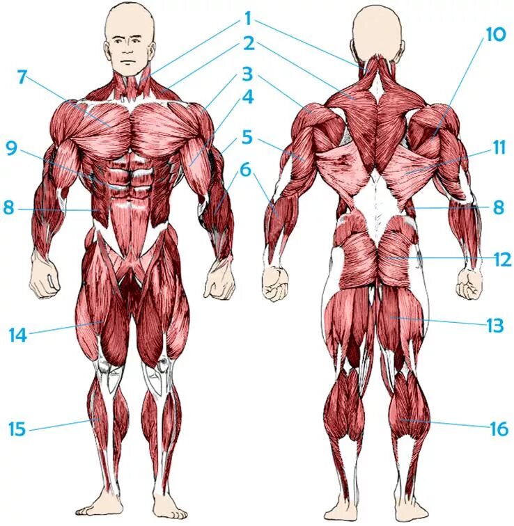 Активная мышца. Строение мышц человека спереди и сзади. Основные мышцы человека вид спереди. Скелетные мышцы человека анатомия. Мышцы туловища и конечностей спереди.