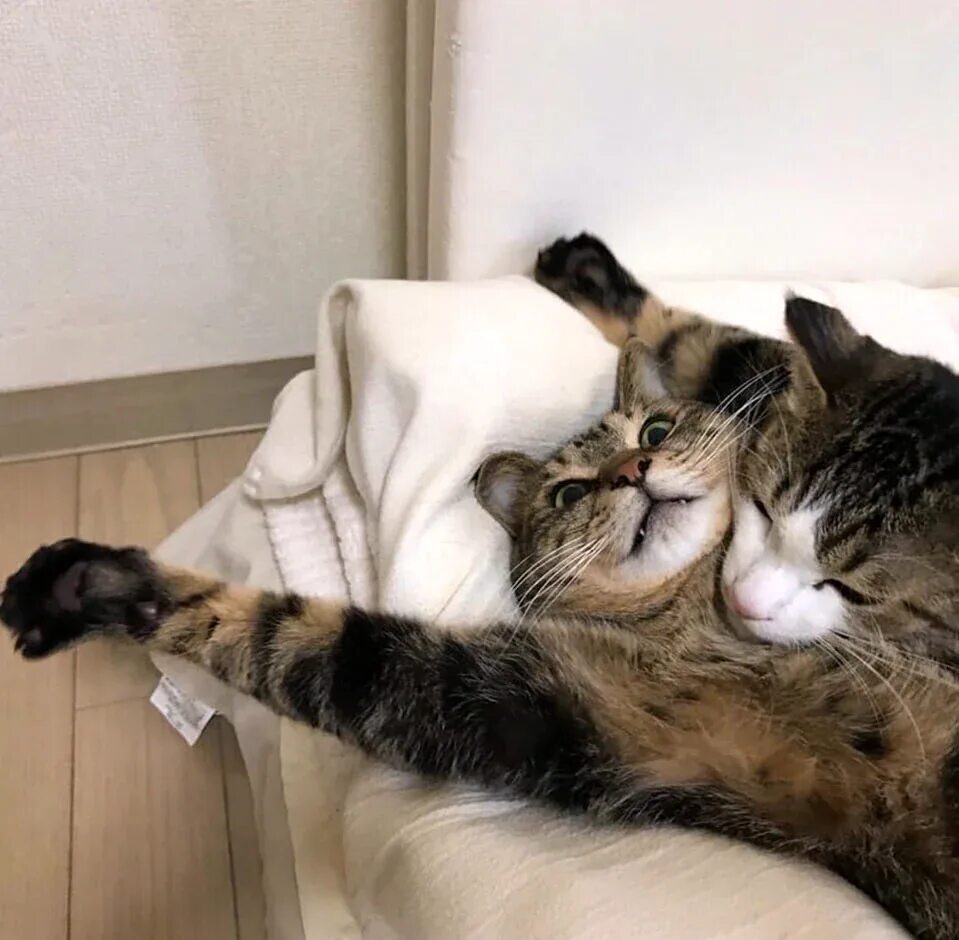 Обнимашки котят. Дикие кошки обнимаются. Коты любовь. Обнимашки. Влюбленные кошки.