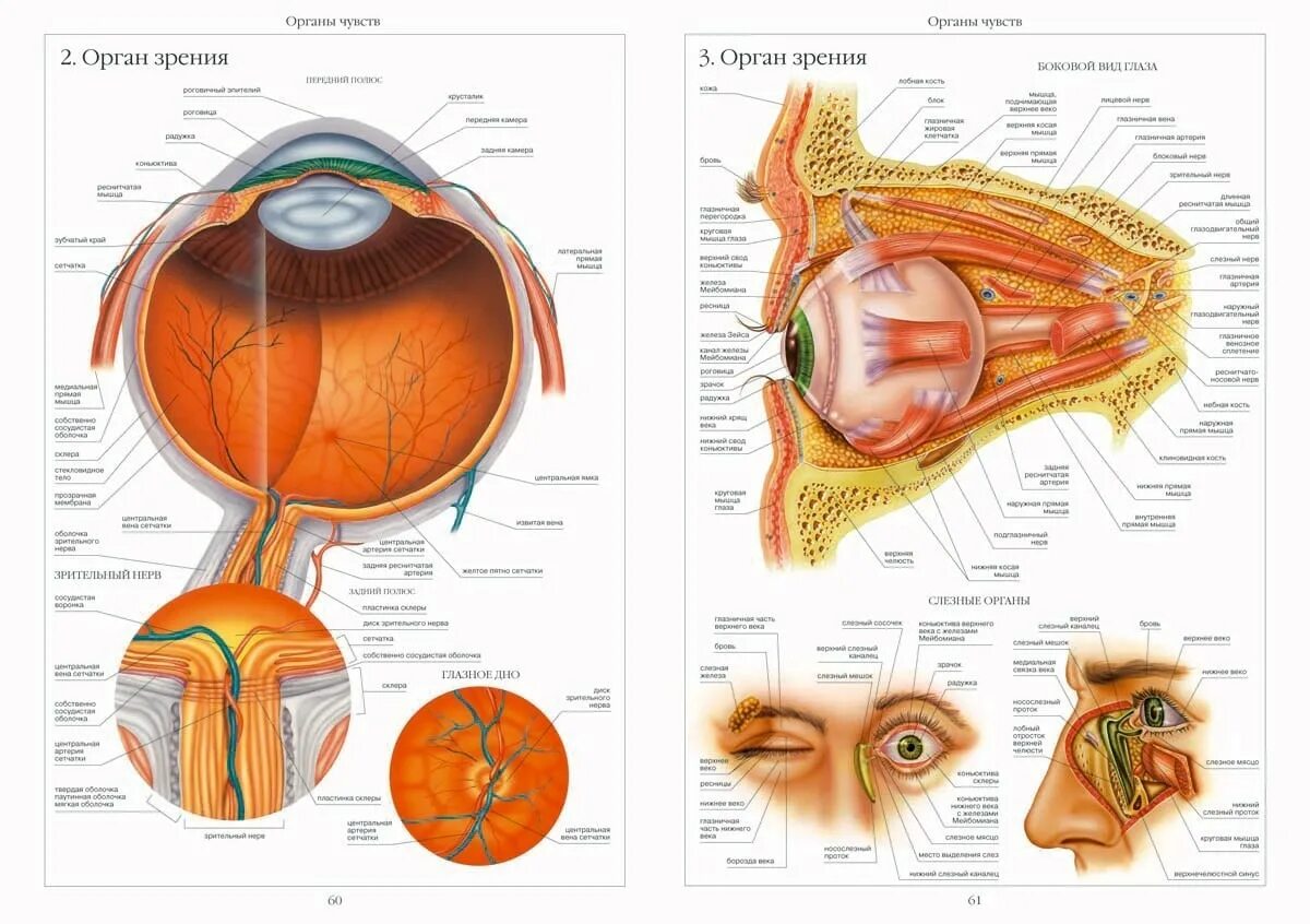 Органы человека глаза. Строение глаза человека анатомический атлас. Органы зрения человека анатомия. Орган глаза анатомия. Анатомия глаза атлас.
