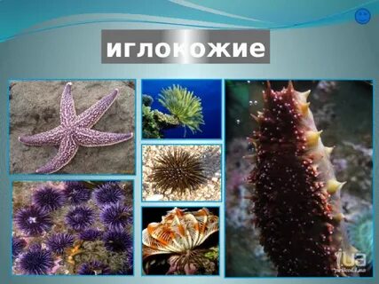 Среди иглокожих нет хищников