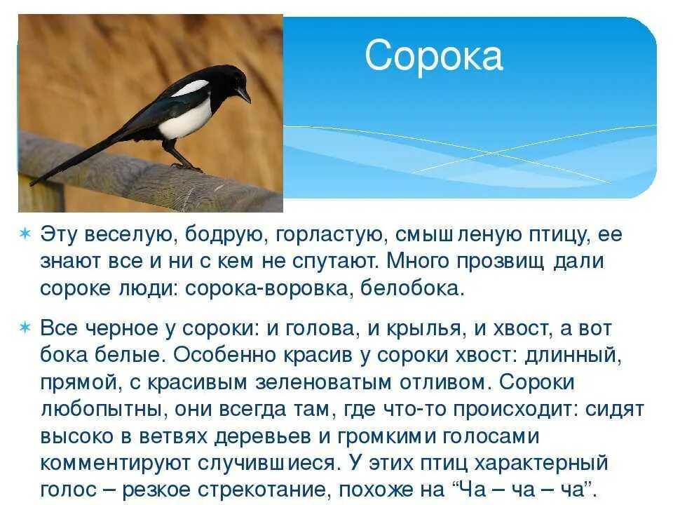 Сообщение о птице 2 класс. Рассказ о птицах. Сорока описание птицы. Краткая информация о Сороке. Сорока кратко.