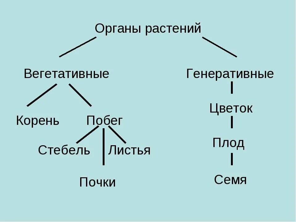 Генеративное питание. Вегетативные и генеративные органы растений таблица. Строение растений вегетативное и генеративное. Вегетативные и генеративные органы схема. Строение вегетативных и генеративных органов растений.