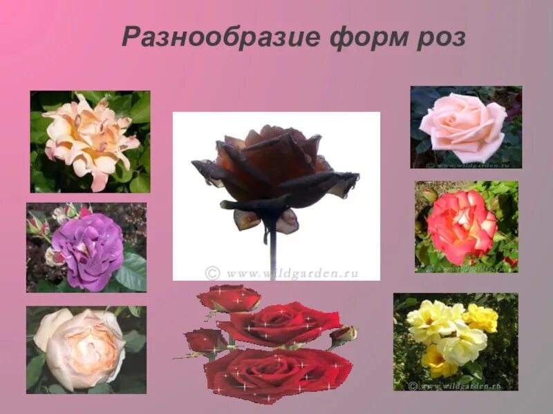 Какое разнообразие форм цветов. Разнообразие роз. разнообразие форм. презентация по биологии розы. вид розы биология.