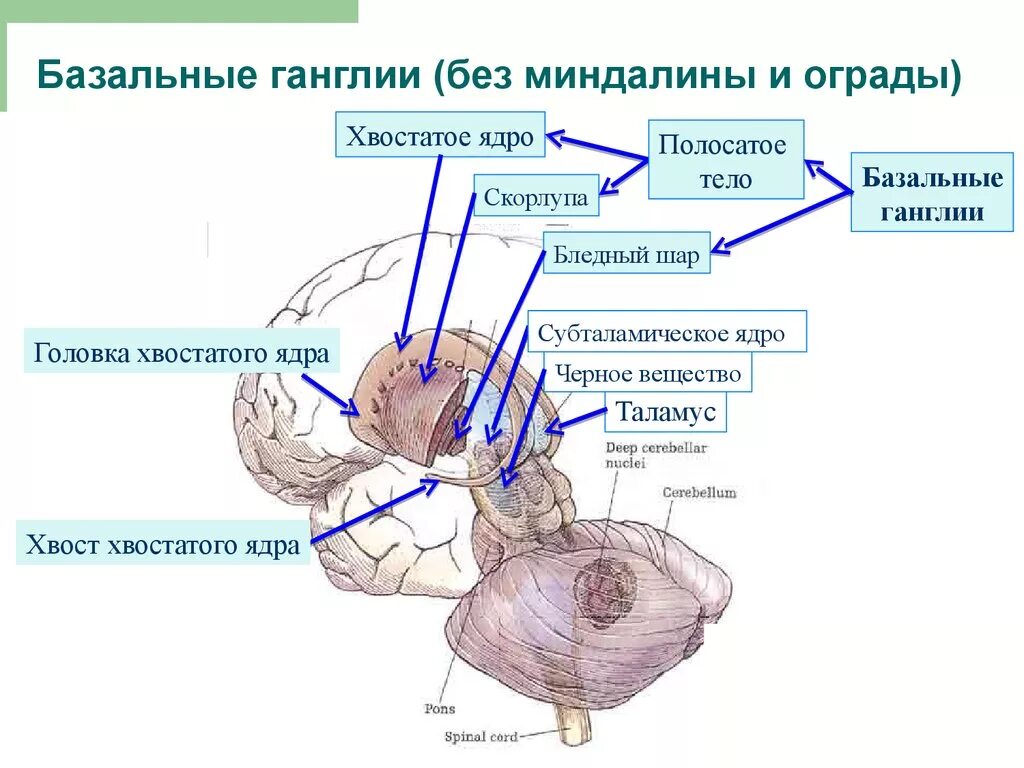 Ядра мозга образованы. Строение головного мозга базальные ганглии. Базальные ганглии ядра. Бледный шар скорлупа хвостатое ядро. Базальные ганглии ядро скорлупа бледный шар.