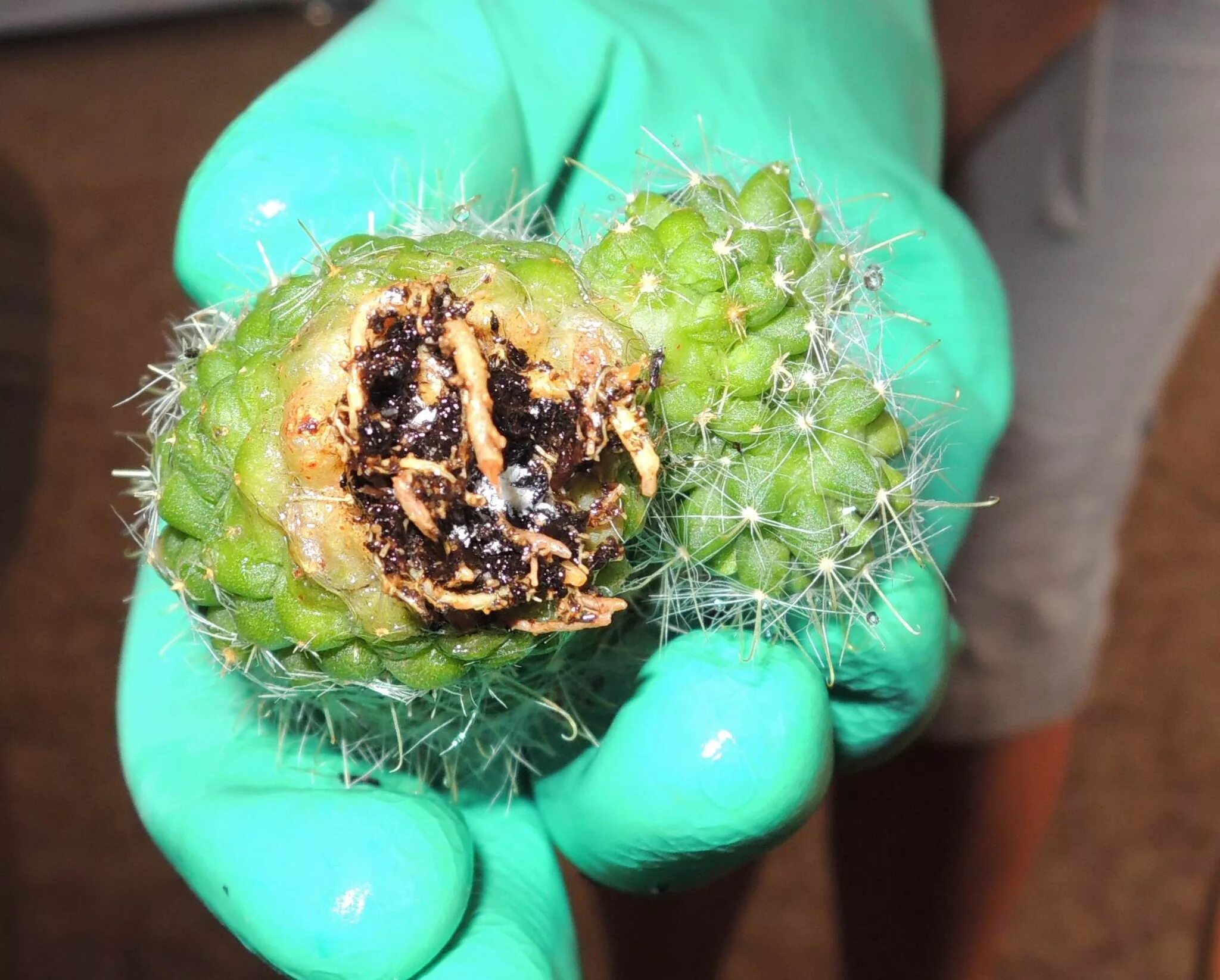 Кактус загнил. Фитофтороз на опунции. Как понять что кактус гниет. Кактус гниет. Корневая гниль кактуса.