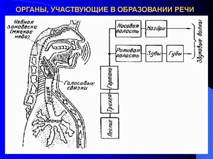 Физиологические процессы образования речи таблица