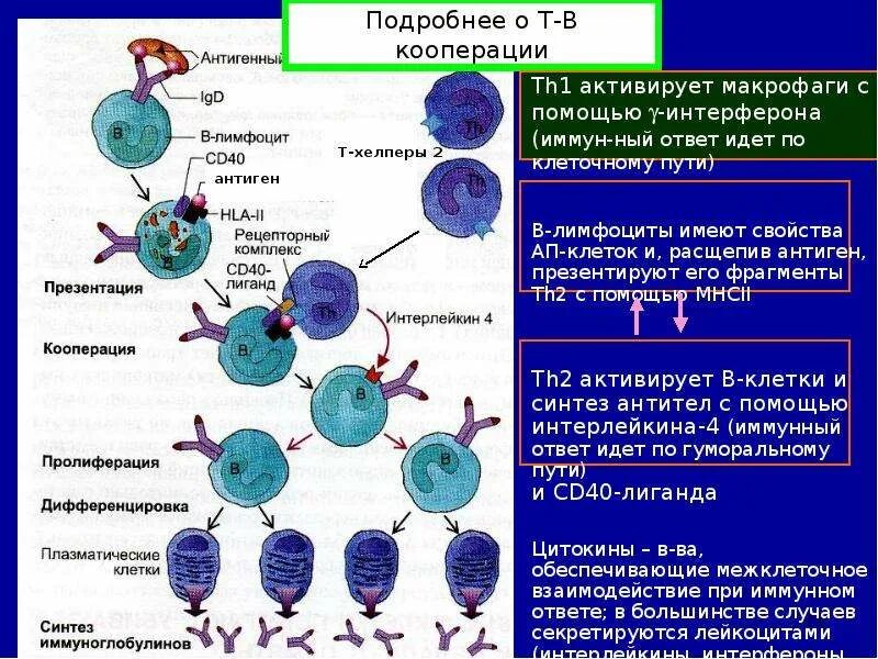 Интерлейкин-2 и т-хелперы. Т-хелперы th1 и th2. Интерферон вырабатываемый т-лимфоцитами. Т-хелперы активируют макрофагов. Иммунные клетки макрофаги