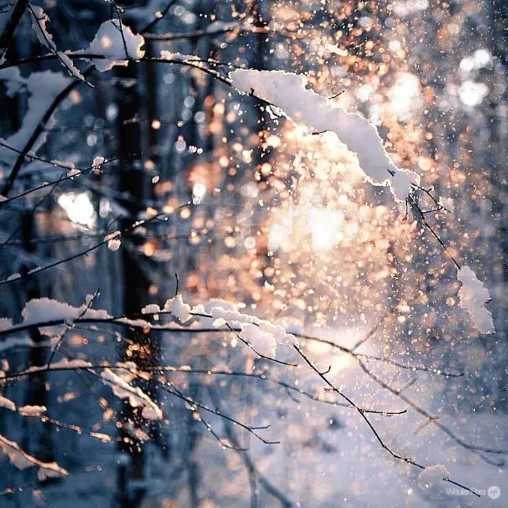 Солнечные метели. Хлопья снега. Падающий снег. Красивый снегопад. Зима снегопад.