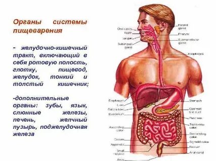 Название системы органа желудок