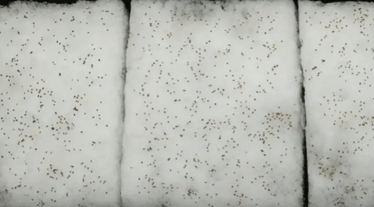 Огород зимой. Урожай в ноябре. Снегопад капуста. Всход озимых. Посев семян под снег.