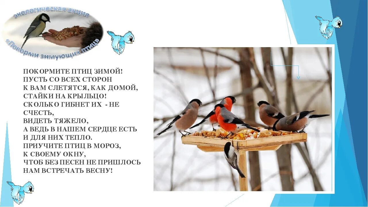 Акция Покормите птиц зимой. Акция Покорми зимующих птиц. Акция Накорми птиц зимой. Зимующие птицы для дошкольников.