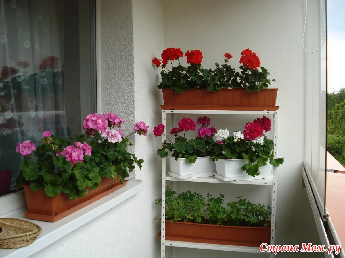 Пеларгония комнатное растение. Герань в комнате. Пеларгония летто. Комнатные цветы в интерьере. Герань пеларгония на балконе.