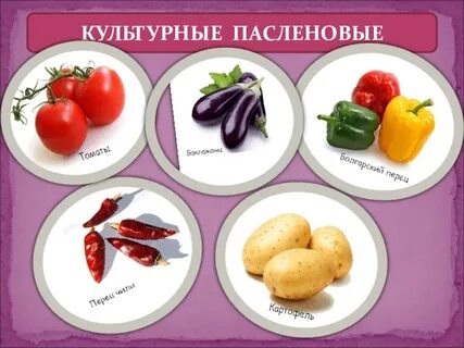 Овощи семейства пасленовых список
