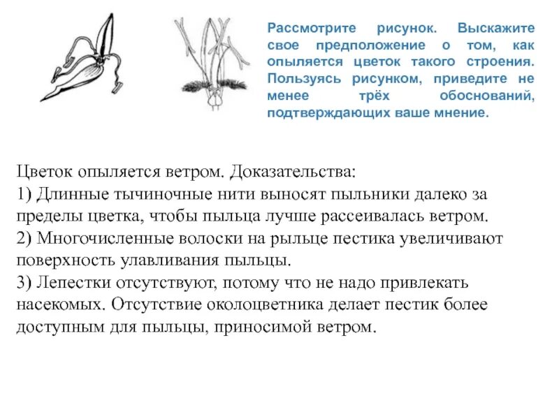 Имеет увеличенную длину способствуя опылению ветром. Как опыляется лилия. мак опыляется ветром. опыляется насекомыми ламинария. как опыляется лотос.