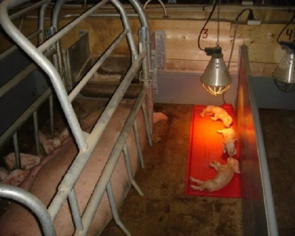 ик обогреватель из ламп накаливания. инфракрасная лампа своими руками. инфракрасная лампа для нагрева металла. инфракрасная лампа своими руками. инфракрасная лампа своими руками.