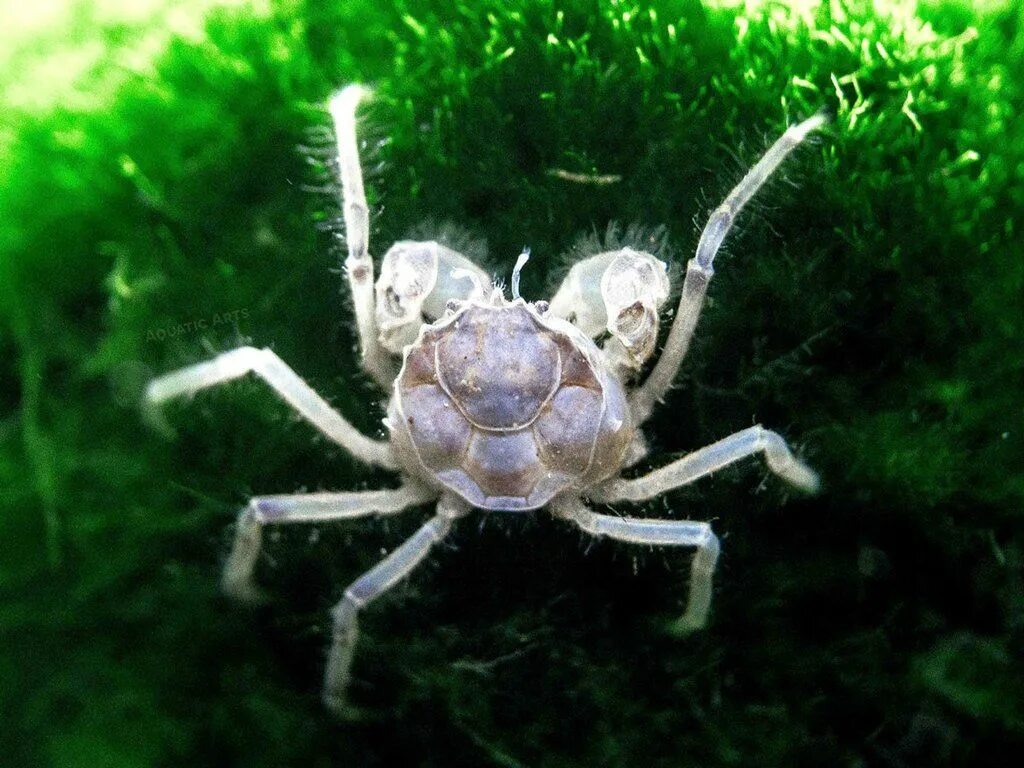 Мини краб. Limnopilos naiyanetri. Краб карликовый пресноводный Limnopilos naiyanetri. Limnopilos naiyanetri Micro Spider Crab. Крабик-паучок llimnopilos naiyanetri микро-краб.