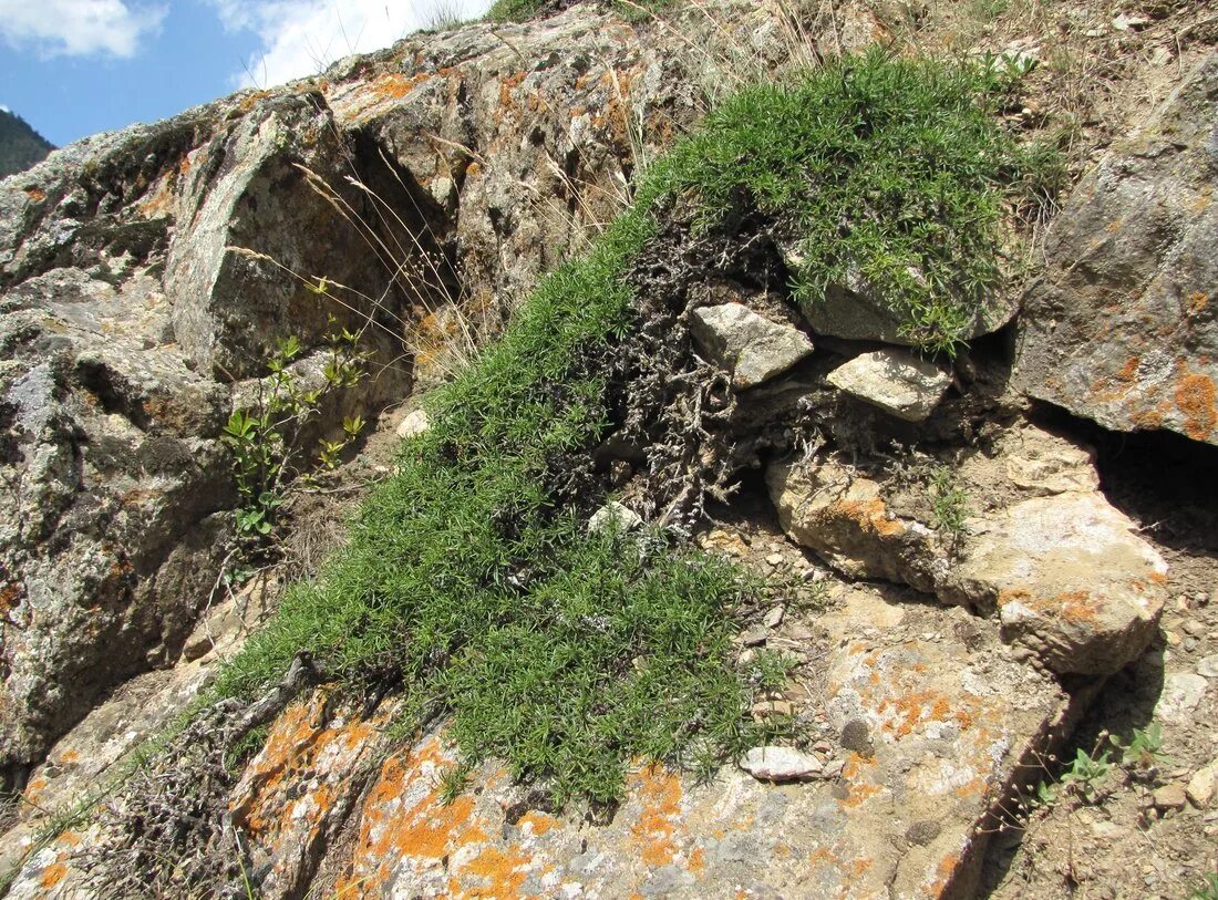 Rhamnus tortuosa. Растения на скалах. Кустарники на скалах. Растения на камнях и скалах. Зарастание скалы