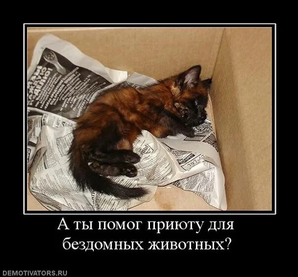 Почему кошка умирает дома. Умирающие животные кошки.
