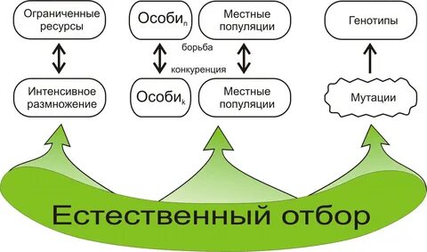 Борьба с популяцией