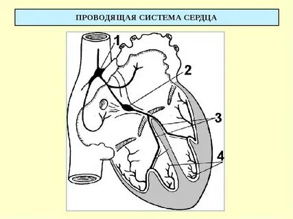 Имеется проводящая система