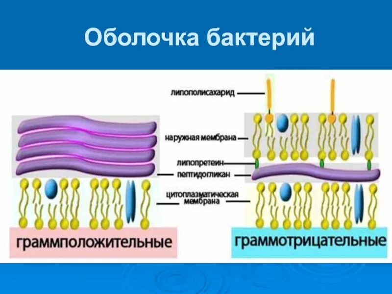 Клетка бактерии клеточная мембрана. Строение оболочки бактерий. Строение бактериальной клетки мембрана. Грамположительные бактерии клеточная мембрана. Строение бактерии наружная мембрана.