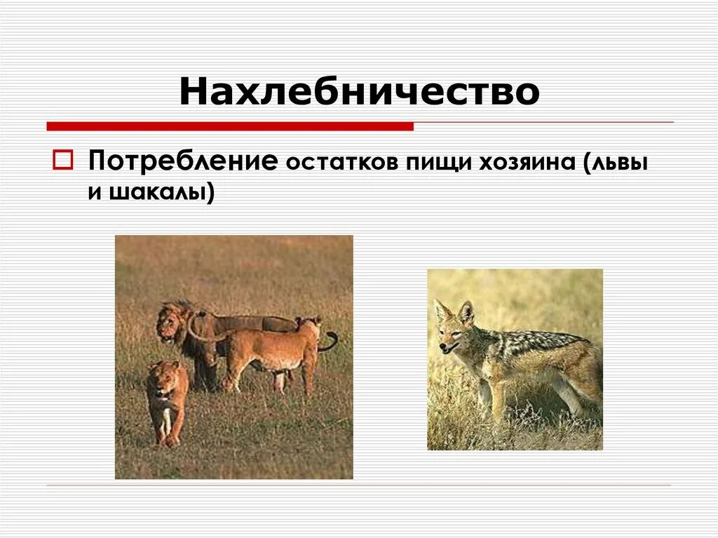 Нахлебничество примеры животных. Нахлебничество тип взаимоотношений. симбиоз нахлебничество примеры. взаимоотношения между животными нахлебничество. примеры на хлебни чества.