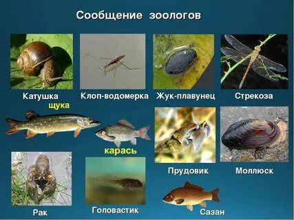 Назовите животных обитающих в воде