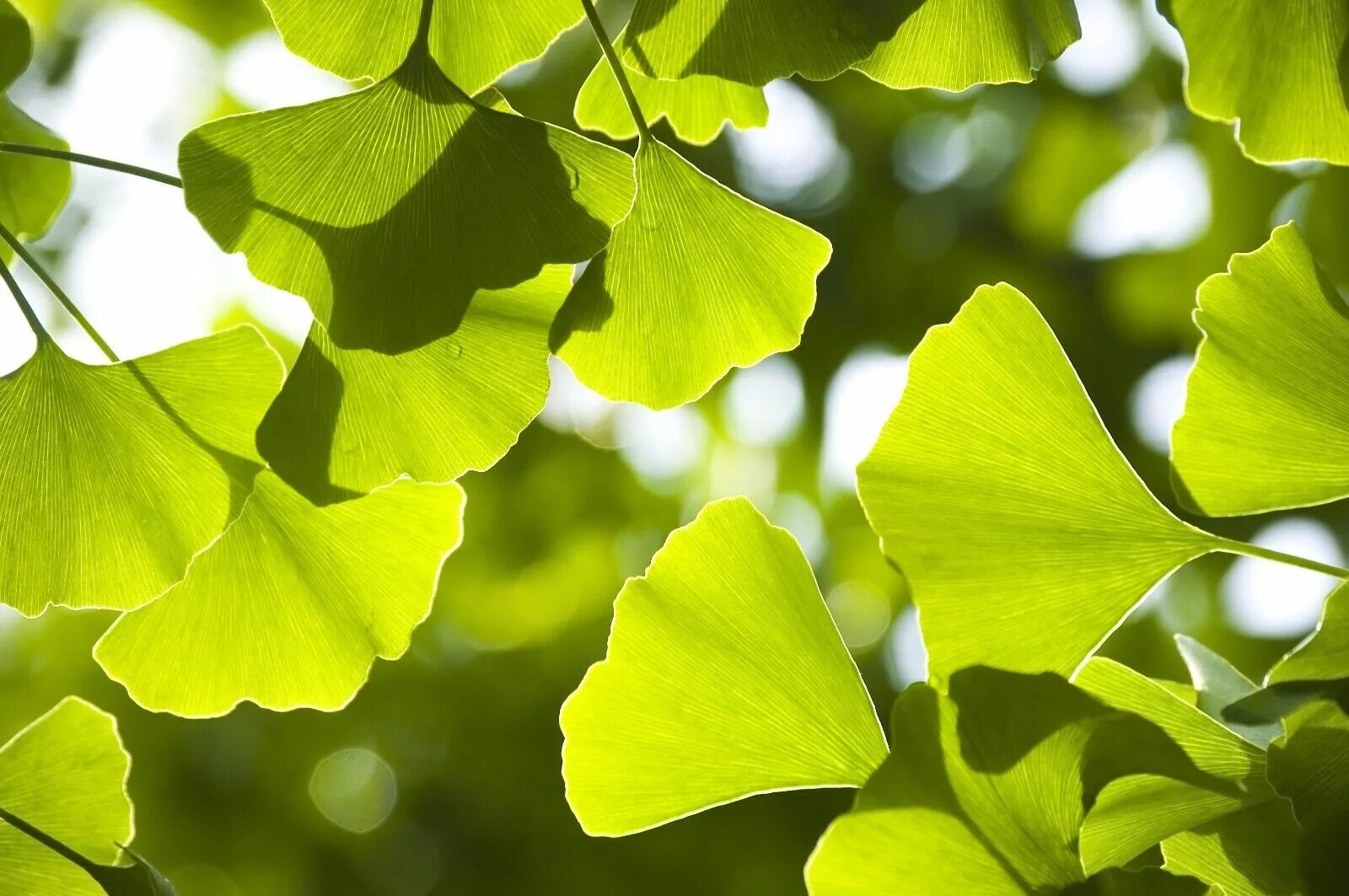 Гинкго билоба дерево. Гинкго билоба (Ginkgo Biloba). Реликтовое дерево гинкго. Гинкго двулопастный дерево.