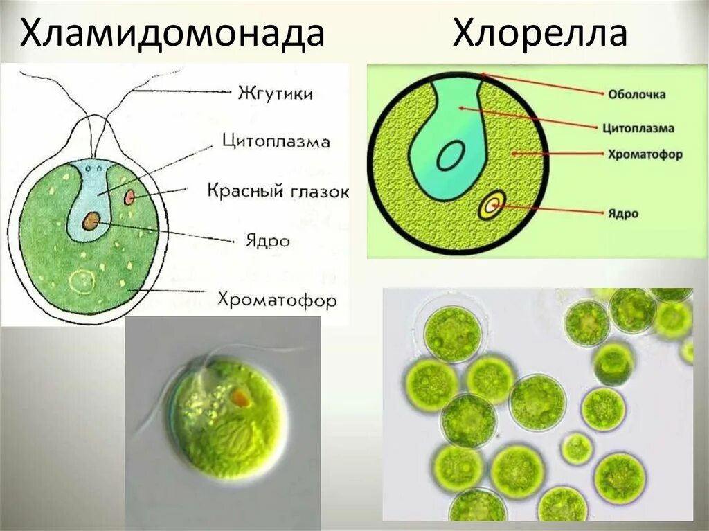 Среда обитания хлореллы. Одноклеточная водоросль хламидомонада. Хламидомонада и хлорелла. Хламидомонада и хлорелла строение клетки. Зеленые водоросли хлорелла.