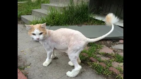 Побрить кошку налысо