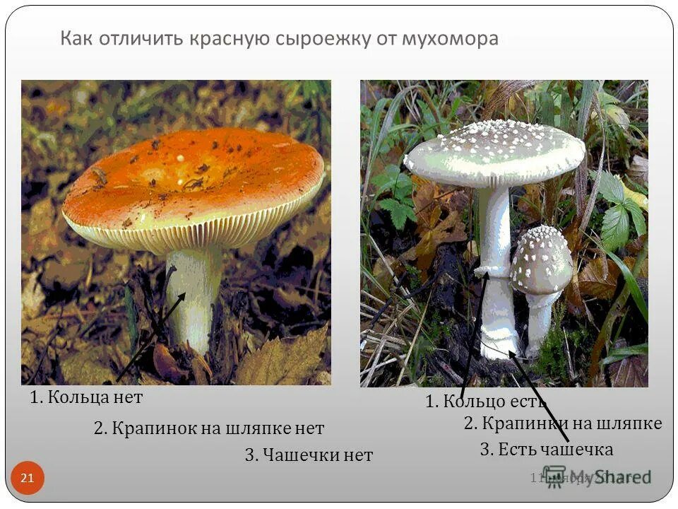 Мухомор пантерный. Пантерный мухомор и бледная поганка. Мухомор пантерный гименофор. Мухомор пантерный шляпки.