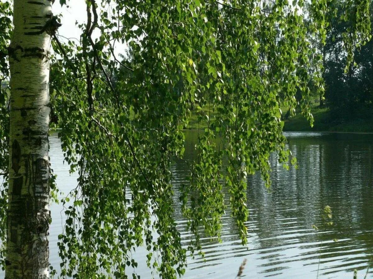 Березки водохранилище