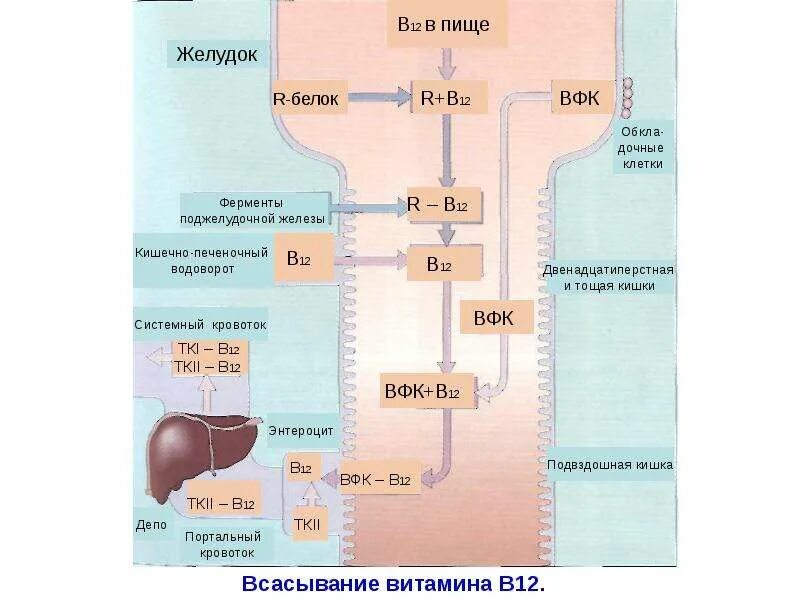 Всасывание витамина в12 схема. Метаболизм витамина в12. Всасывание витамина б12. Метаболизм фолиевой кислоты схема. Обмен витамина в12 схема.