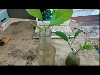 Укоренение черенков лимонов