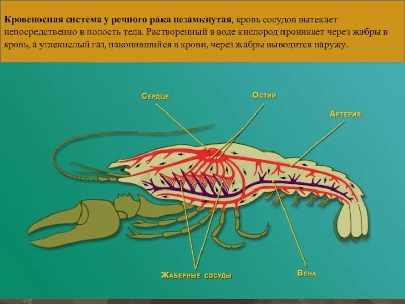 Дыхательная система членистоногих ракообразных. Кровеносная система ракообразных 7 класс биология. Строение кровеносной системы ракообразных. Гемолимфа у ракообразных.