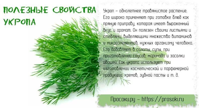 Что полезного в укропе. Поле укропа. Характеристика укропа. Лечебный укроп. Начало укропу