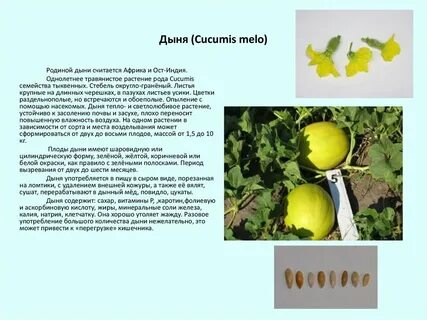 Происхождение дыни