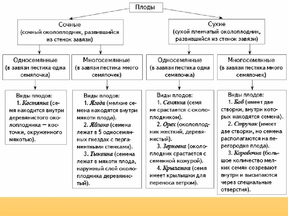 Основные группы плодов. Типы плодов сухие и сочные. Таблица Тип плода. Таблица Тип плода биология 6 класс. Виды плодов таблица.