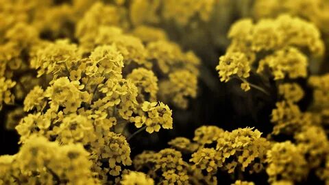 Yellow flower