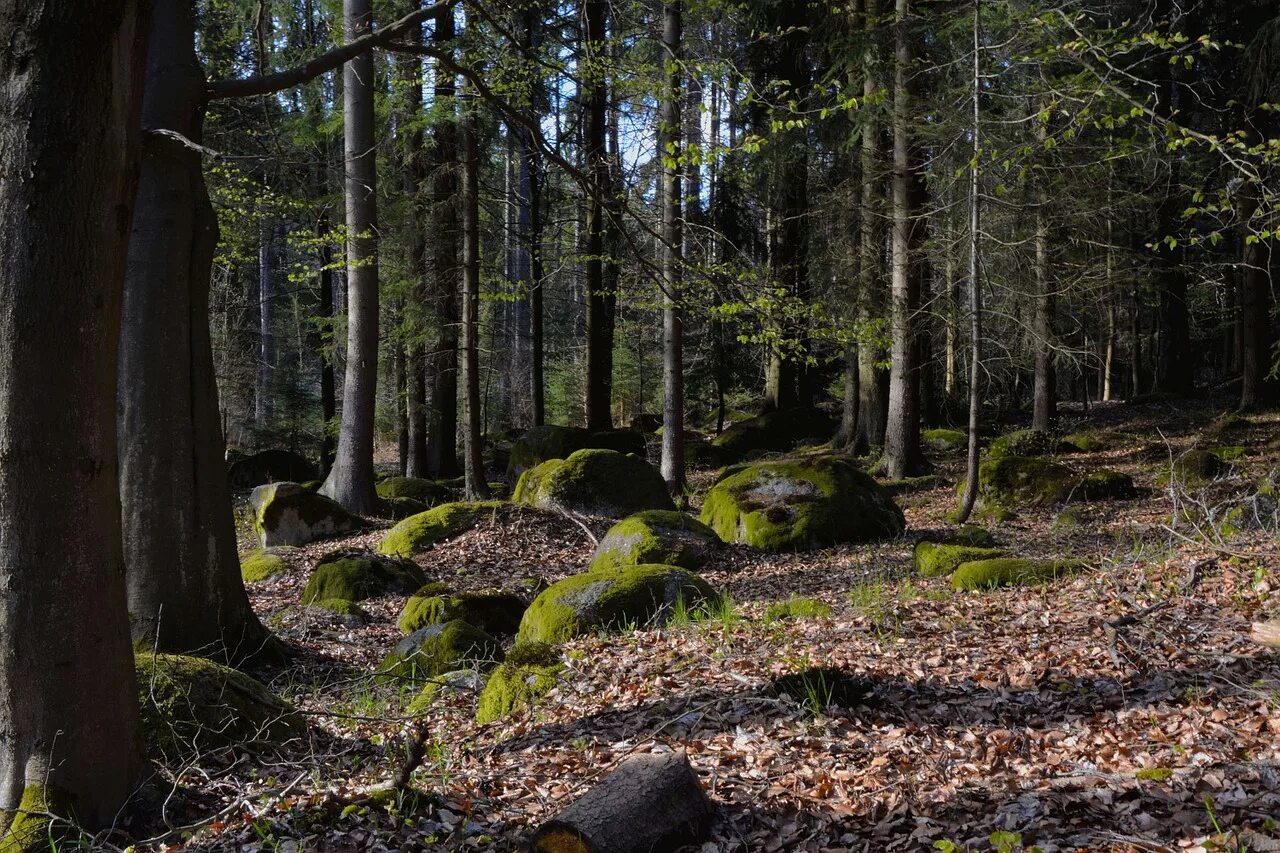 овраг в лесу. природный парк горбеа. черустинский лес. ложбинка в лесу. ложбинка в лесу.