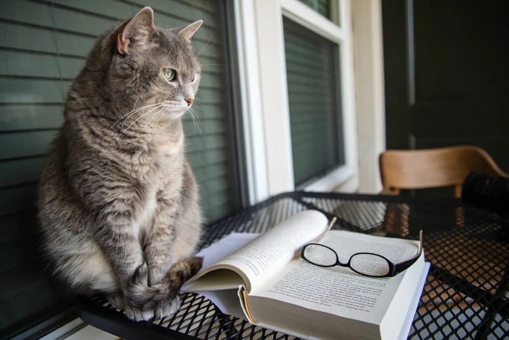 Кошки память на русском. Умный кот. Котик с книжкой. Кот задумчивый. Самый умный кот.